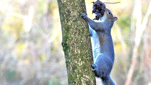 An Eastern gray squirrel in a Decatur yard gathers material to make a nest of leaves and twigs high in a tree. Such nests are used as shelter for most of the year. (Charles Seabrook for The Atlanta Journal-Constitution)