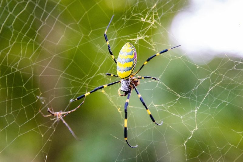 A file photo of a Japanese yellow joro spider. (Ivan Kokoulin/Dreamstime/TNS)