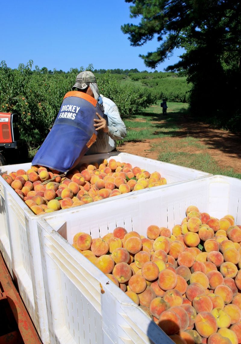 Georgia’s peach harvest extends from the middle of May well into August. Courtesy of Dickey Farms