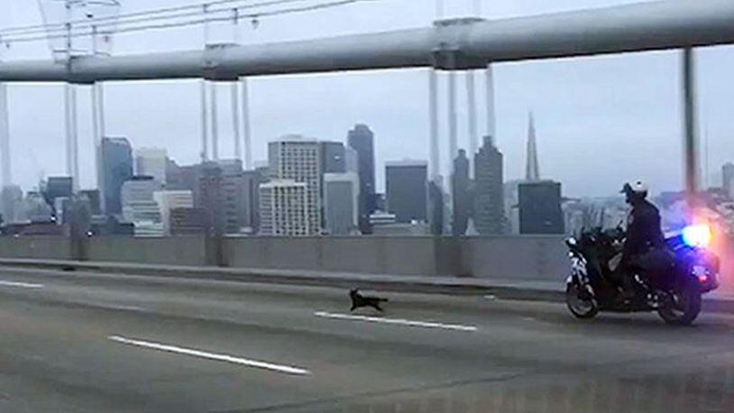 In this frame from video provided by the California Highway Patrol, Officer G. Pumphrey pursues a male Chihuahua running loose on the San Francisco-Oakland Bay Bridge in San Francisco on April 4, 2016. This image was made from a patrol car running a traffic break to keep cars from passing. Officers finally corralled the dog, then posted images on their Facebook page seeking the public's help in finding the owner.