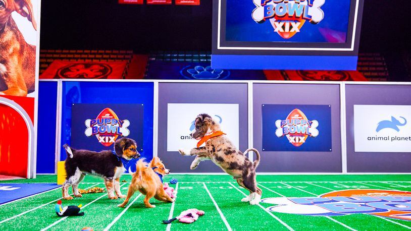 Bleu (on the right) brings his linebacker skills at the Puppy Bowl 2023 shot on October 2, 2022 in Glens Falls, NY CR: Jeremy Freeman/ Animal Planet and Discovery +