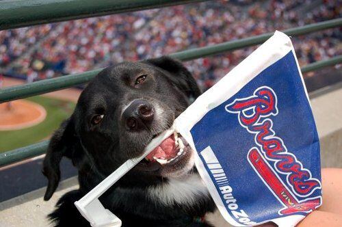 Braves fans share Bark at the Park pictures