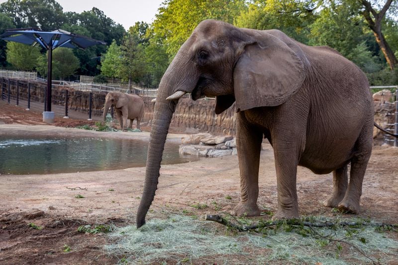 On moving day the elephant specialists created a series of fences that allowed Tara and Kelly to walk from their old enclosure to their new one. The new habitat includes the Zambezi Elephant Center, a state-of-the-art indoor facility. CONTRIBUTED: ZOO ATLANTA