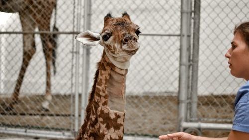 Two-week-old giraffe, Baby G, died Saturday at the Virginia Zoo. (Photo: Virginia Zoo)