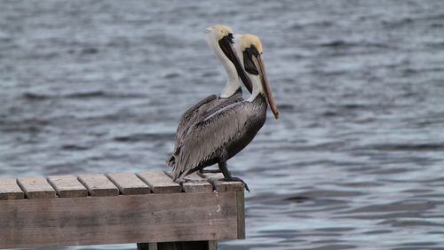 “This pair of pelicans would hang out on the dock of a house we were renting on Big Pine Key, ” wrote Jonathan Page. “I saw them every morning and took the opportunity to snap some pictures of them.” Although the large bird is seen often near water, poet Ogden Nash perhaps captured it best in his poem, The Pelican. “A wonderful bird is the pelican. His bill will hold more than his belly can. He can take in his beak/ Food enough for a week. But I’m damned if I see how the hell he can.