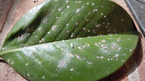 White dots on a magnolia leaf reveal the presence of sap-sucking false oleander scale insects. (Walter Reeves for The Atlanta Journal-Constitution)
