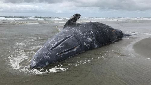 A dead gray whale washed ashore along the Pacific Coast, one of 70 so far this year. Scientists are trying to figure out why the whales appear to be starving to death.