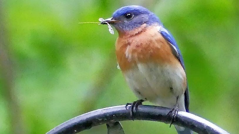A pair of Eastern bluebirds (female shown here) in Georgia feeds their young more than 300 caterpillars and other insects per day. Plants native to Georgia provide nourishment for the huge volumes of insects needed by nesting birds. CONTRIBUTED BY CHARLES SEABROOK