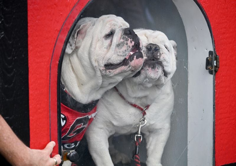 Uga XI, or Boom, (left) and Uga X (right) are in the doghouse during pregame ceremonies at the G-Day game at Sanford Stadium, Saturday, April 15, 2023, in Athens. Boom will succeed Uga X, known as Que, who will retire as the winningest mascot in Georgia history. (Hyosub Shin/The Atlanta Journal-Constitution) 