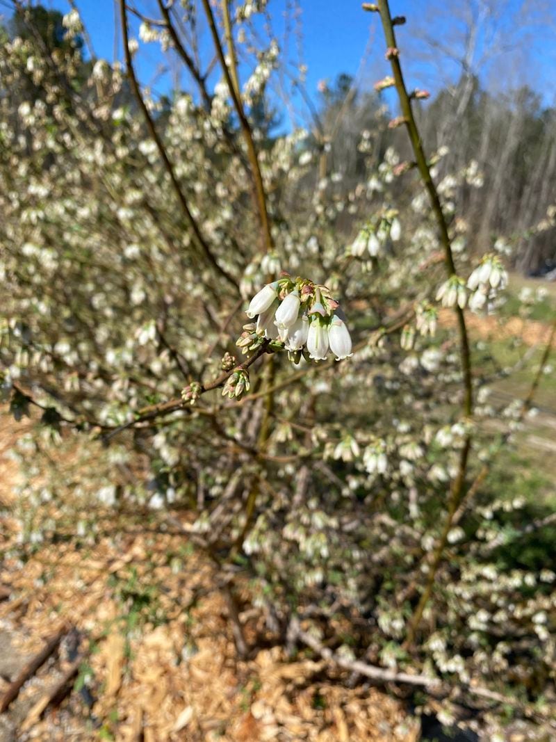 A photo shows what blueberry bushes on Hector Buitrago's farm in Greensboro, Georgia looked like before they were hit by freezing temperatures on March 12 and 13, 2022.
