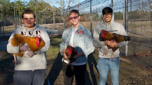 Michael Adyson Strickland, Logan Stern, and Robin Patel (left to right) transfer roosters to a different part of the former prison yard at the end of a work day in Wagram, North Carolina.