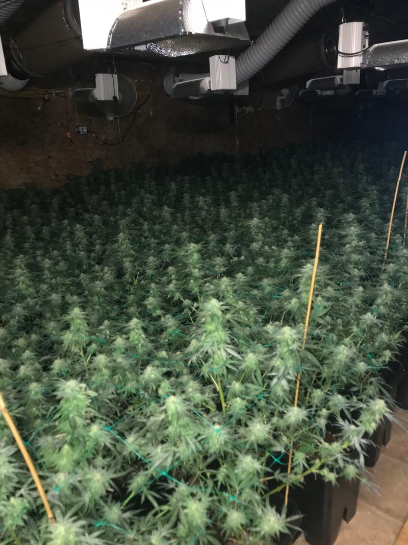 Approximately 3,500 marijuana plants were seized, authorities said. (Appalachian Regional Drug Enforcement agent Mitchell Posey)