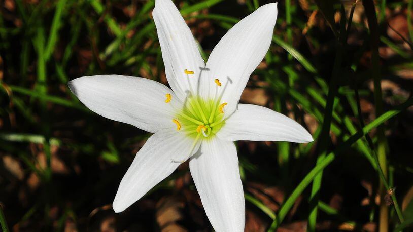 The white, trumpet-shaped atamasco lily, also known as the rain lily, is a native species of Georgia. It's also known as the Easter lily because it blooms around Easter time. (Charles Seabrook for The Atlanta Journal-Constitution)