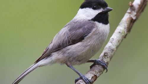 The tiny Carolina chickadee has several adaptations to survive extreme cold weather — such as hypothermic regulation in which its body temperature drops 10 to 15 degrees, saving 20%-25% of normal energy requirements. 
(Courtesy of Dan Pancamo/Creative Commons)