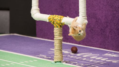 Lifeline Animal Project will hosts its own version of Hallmark Channel's “Kitten Sunday" at its metro Atlanta Cat Adoption Center to celebrate the Atlanta Falcons Super Bowl appearance Sunday, Feb. 5. CONTRIBUTED BY HALLMARK CHANNEL