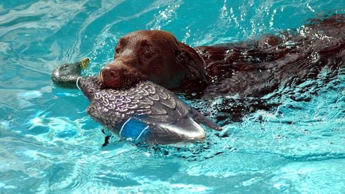 Scientist discovered that chocolate labs are more likely to develop skin and ear diseases, and to die sooner than yellow or black labs. They believes genetics could play a role in the cause.
