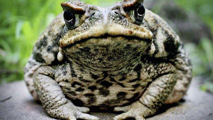 The Cane Toad is poisonous. (Photo by Ian Waldie/Getty Images)