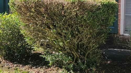 Pruning the bottom to be narrower than the top resulted in an unattractive shrub. (Courtesy of Jamie Boeh)