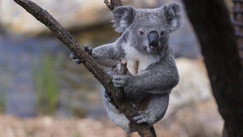 File photo of a koala.