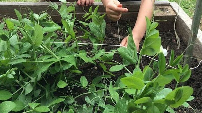 Given metal poles and twine, a group of Briar Vista Elementary School students worked together to create a trellis that would elevate their pea vines and give them a chance to thrive.