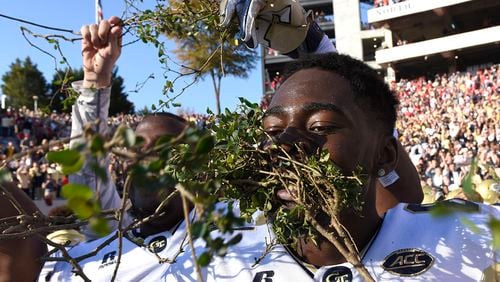 November 26, 2016, Athens - Georgia Tech wide receiver Antonio Messick (81) and other Georgia Tech football players hold branches from Sanford Stadium's hedges in their mouthes in Athens, Georgia, on Saturday, November 26, 2016. Tech beat UGA 28-27. (DAVID BARNES / DAVID.BARNES@AJC.COM)