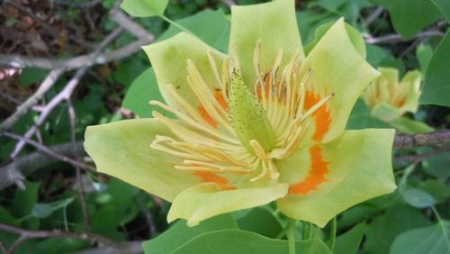It is possible that tulip poplar trees produced an overabundance of blooms in some areas. (Walter Reeves for The Atlanta Journal-Constitution)