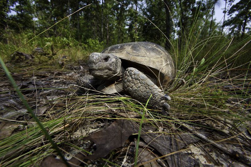  The threatened gopher tortoise (Gopherus polyphemus) is considered a keystone species because its burrows provide shelter for hundreds of other animal species. 
