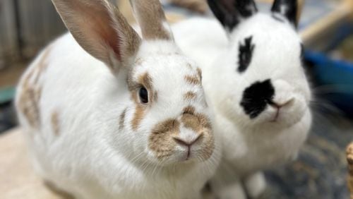 Rabbits are induced ovulators and need to be spayed or neutered just like dogs and cats. Shown are Roux (L) and her brother Bayou from Georgia House Rabbit Society. Their mother Cara gave birth to 11 babies 30 days after arriving at the shelter while nursing one-month olds.