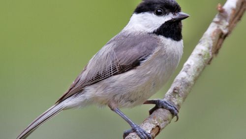 The Carolina chickadee is one of several species of small birds that can be lured closer to an observer by a vocal technique known as pishing. DAN PANCAMO / CREATIVE COMMONS