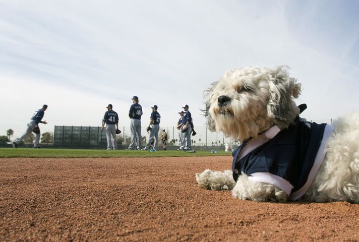 Milwaukee Brewers adopt stray, name it "Hank" after Hank Aaron