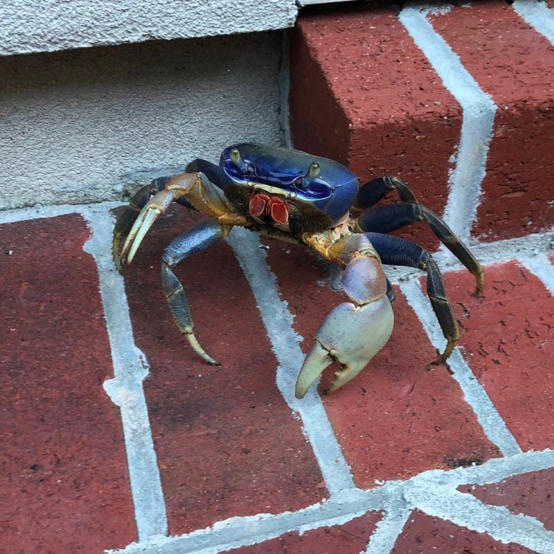 Blue land crabs, an invasive species native to warmer climes, have been spotted along the Georgia coast recently.