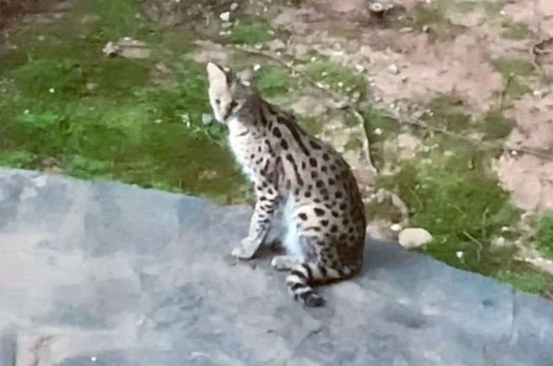 This is a picture of the serval, which authorities are trying to find.