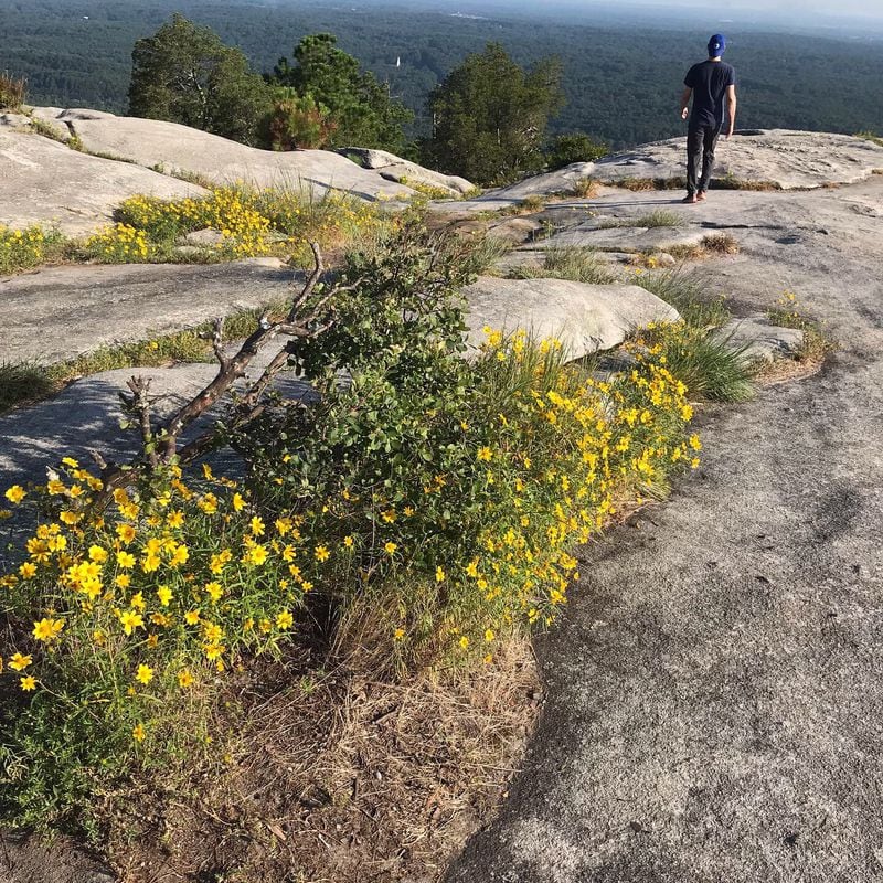 Yellow daisies blooming at the top of Stone Mountain in late August 2019.