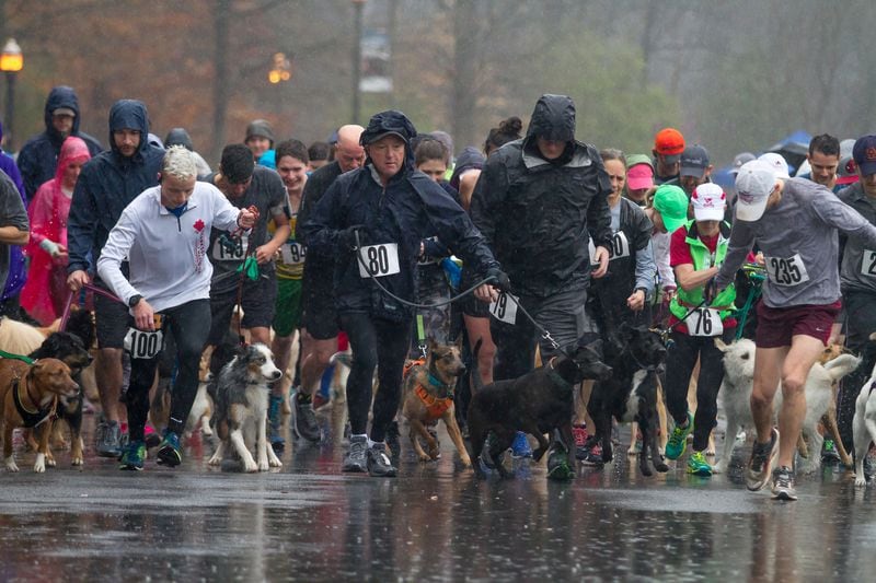 On your mark, get set, fetch!  Um, we mean: Go! Dogs and their owners brave the rainy morning at the start of the 5K  run during the Piedmont Park Conservancy's 5th Year Anniversary of the Doggie Dash in Piedmont Park on Sunday, March  11, 2018. STEVE SCHAEFER / SPECIAL TO THE AJC
