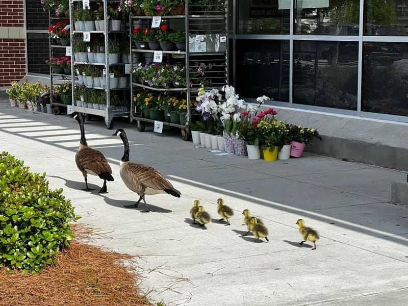 The "Miller" family of geese making their wat through a Tucker parking lot. (Courtesy photo)