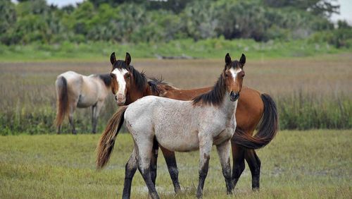 Caption: About 125 to 175 wild horses reside on Georgia’s Cumberland Island, according to the National Park Service. Credit: Photo courtesy of National Park Service.