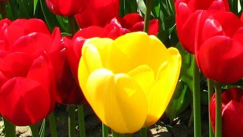 Tulips received potted as a Christmas gift are not likely to rebloom after the holidays. JINA LEE, CREATIVE COMMONS 2.0