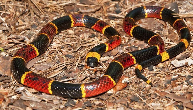 To identify a highly venomous Eastern Coral Snake, it can be helpful to remember the old saying “Red touches black, venom lack; red touches yellow, kills a fellow.” CONTRIBUTED BY SRELHERP.UGA.EDU