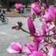 In this 2023 file photo, Frank Williams pedaled by the blooming trees of Piedmont Park.  (John Spink / John.Spink@ajc.com)