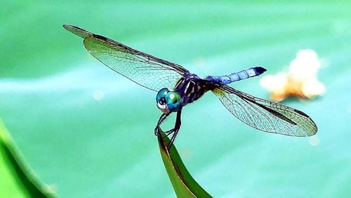 This blue dasher dragonfly is one of the creatures that seem to delight in the hot, sunny weather of the Dog Days, which traditionally run July 3-Aug. 11 — supposedly the hottest, muggiest days of summer. CHARLES SEABROOK