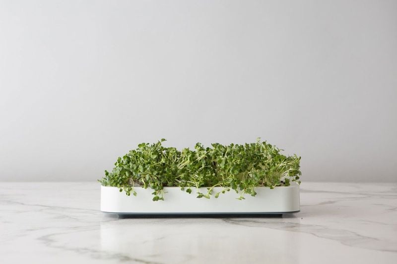 Chef’n microgreens. CONTRIBUTED