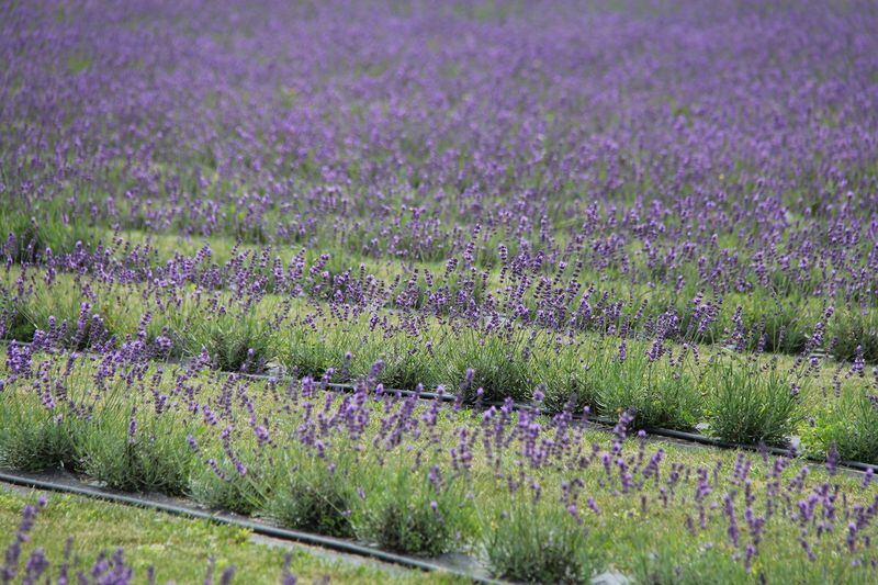 In summer, Fragrant Isle Lavender Farm in Wisconsin blooms with thousands of plants. CONTRIBUTED BY JON JAROSH