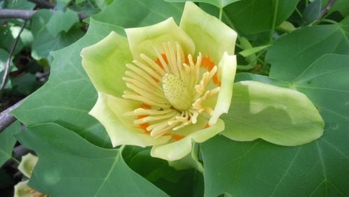 Tulip poplar flowers can each contain a tablespoon of nectar for bees to gather. There may be hundreds of flowers on a tree. (Walter Reeves for The Atlanta Journal-Constitution)