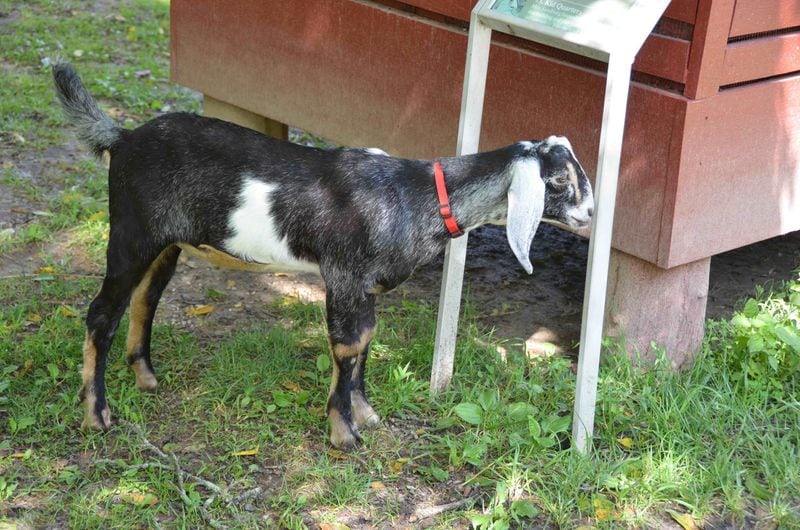 The goats at the Carl Sandburg Home are descendants of Lilian Sandburg’s famous herd. Contributed by Robert Nicholls