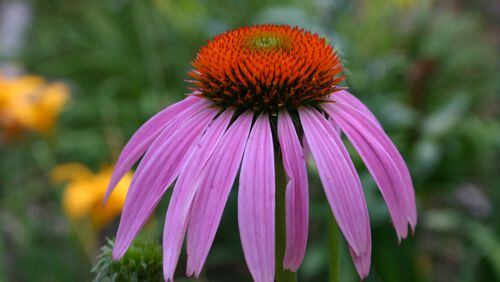 Coneflower is a great perennial flower, but nearby weeds must be controlled when its seeds sprout. (Walter Reeves for The Atlanta Journal-Constitution)