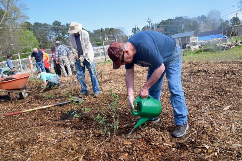 Snellville resident Tim Humphries, who is one of the special needs clients at Lawrenceville-based Creative Enterprises, waters a bush that was planted as part of a new orchard at the not-for-profit on March 24. (Courtesy of Curt Yeomans)