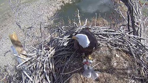 A bald eagle with her eaglets in Colorado. (Raptor Resource Project/TNS)