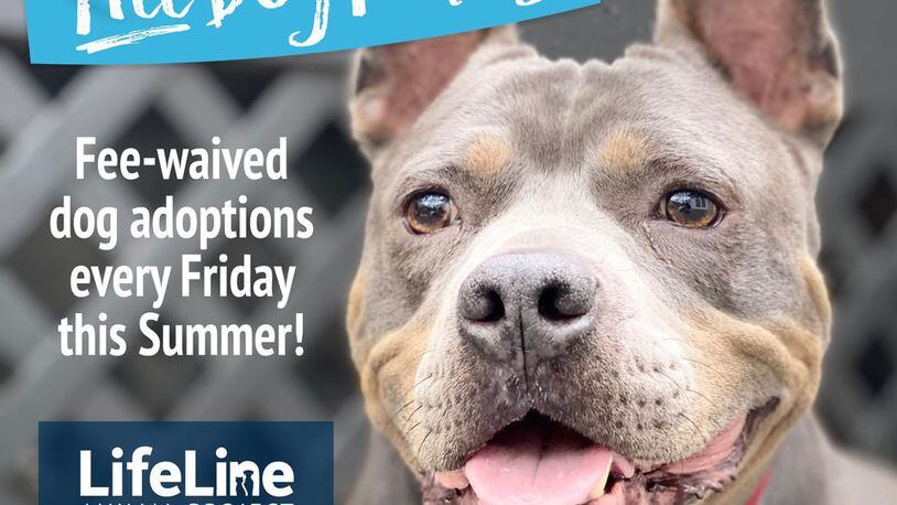 Free Dog Fridays are offered every Friday this summer by LifeLine Animal Project in Fulton and DeKalb counties. (Courtesy of LifeLine Animal Project)