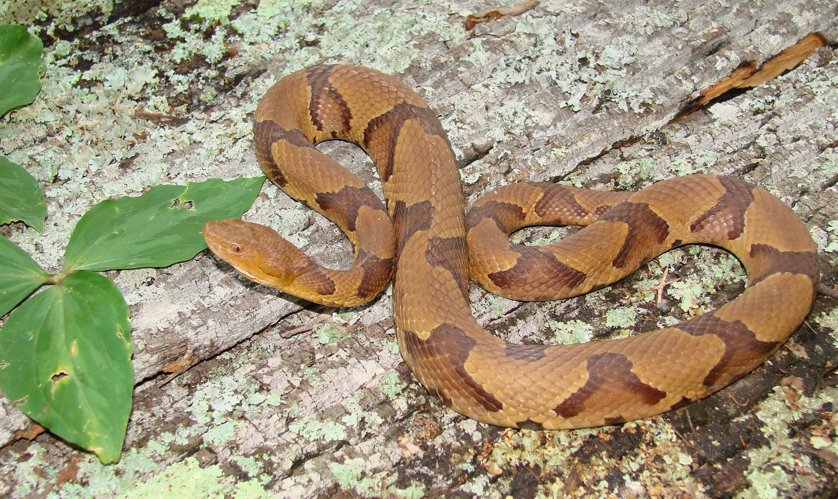 Venomous Snakes In Georgia What You Need To Know