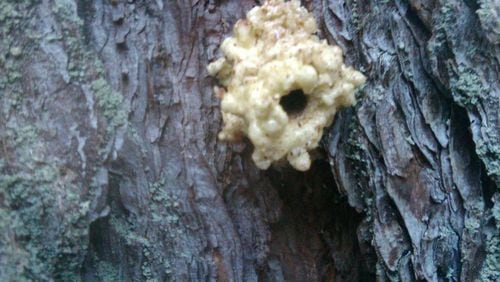 Blobs of dried sap reveal the presence of pine beetles. WALTER REEVES